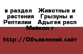  в раздел : Животные и растения » Грызуны и Рептилии . Адыгея респ.,Майкоп г.